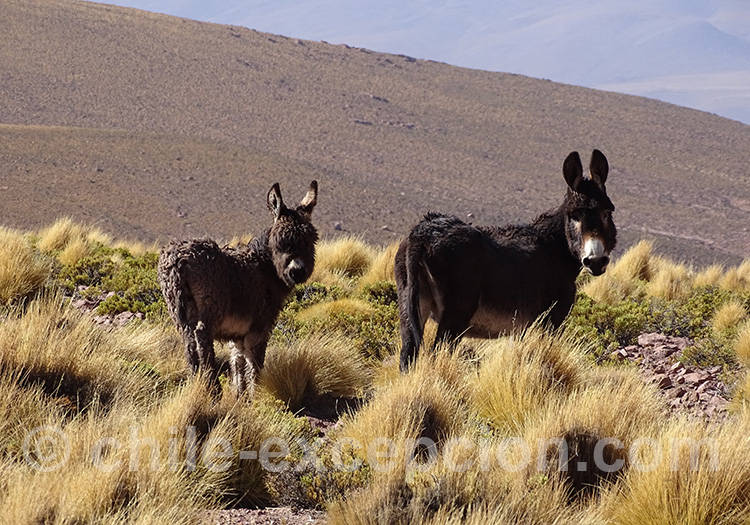 Ânes sauvages Ânes sauvages