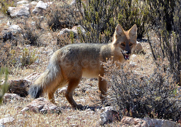 Renard de Magellan Renard de Magellan