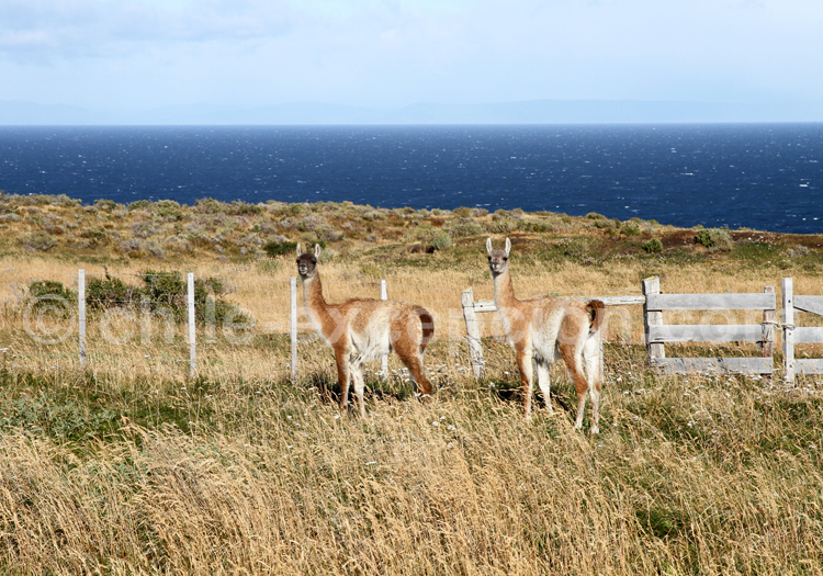 Guanacos, Terre de Feu