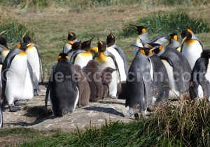 10-pinguino-rey Pinguino Rey, Terre de Feu