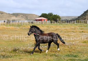 2-terre-de-feu Terre de Feu chilienne