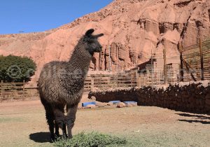 Lamas du Chili