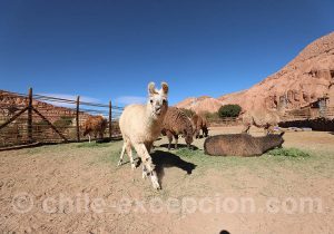 Visite d'une ferme de lamas