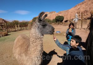 Rencontre avec les lamas de l'Altiplano