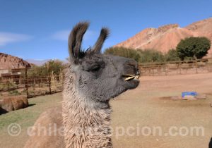 Caractéristiques physiques du lama