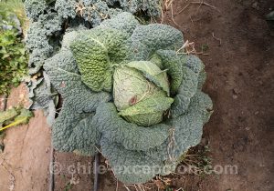 Chou du Chili avec l'agence de voyage Chile Excepción