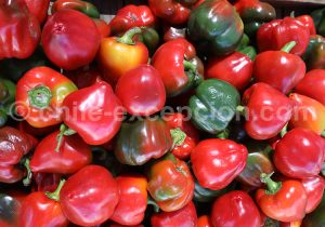 Piment rouges et verts, légumes du Chili