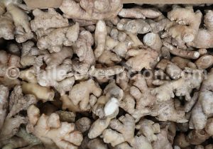 Gingembre, Fruits et légumes du Chili