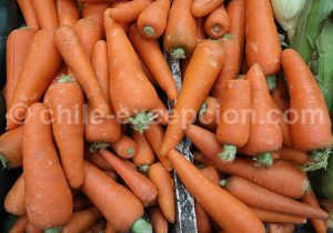 Carottes, Fruits et légumes du Chili
