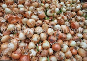 Oignons, Fruits et légumes du Chili