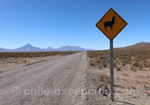 Attention lamas, Atacama Attention lamas, Atacama