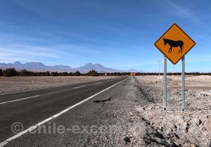 Attention ânes sauvages Attention ânes sauvages