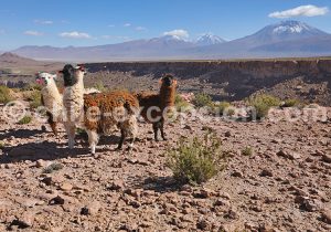 Faune du Chili, llamas de Caspana