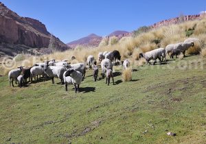 Caspana, village d'élevage, Chili