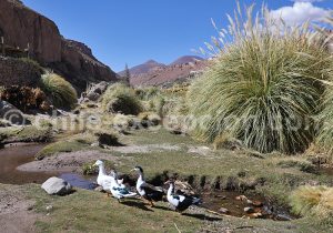 Agriculture des Andes