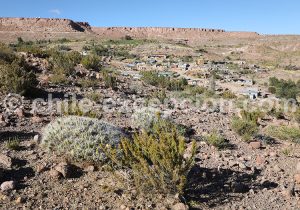 Flore du Nord du Chili