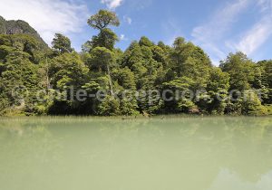Pigment, pastel et gouache du Sud Chili