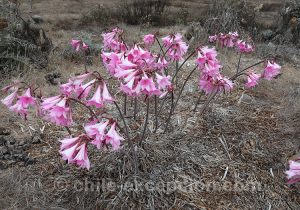 Pigment, pastel et gouache du Sud Chili