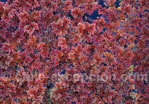 Pigment, pastel et gouache du Sud Chili