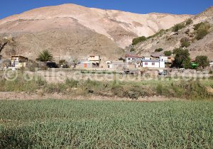 Chapiquita, vallée de Camiña, Chili