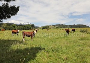Estancia tout près du volcan Calbuco, Chili