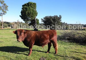 Images de la grande île de Chiloé