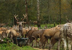 Réserve Huilo Huilo