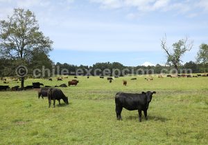 Calafquén, ruta de los lagos, Chile