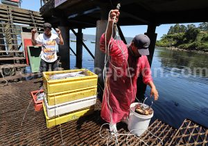 Scène de vie, Los Molinos, Chili