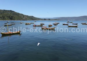 Los Molinos, région des fleuves, Chili