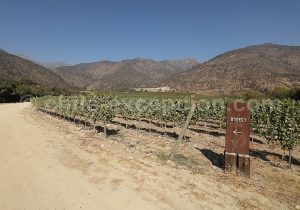 Vignes de la Cave San Pedro Cachapoal Andes, vallée de Cachapoal