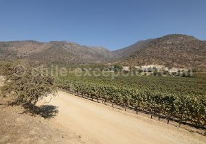 Vignes de la Cave San Pedro Cachapoal Andes, vallée de Cachapoal