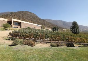 Vignes de la Cave San Pedro Cachapoal Andes, vallée de Cachapoal