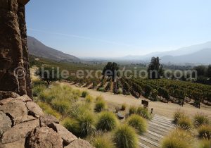 Vignes de la Cave San Pedro Cachapoal Andes, vallée de Cachapoal