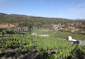 Viña La Recova, vallée Casablanca
