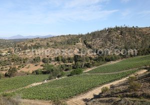 Viña La Recova, vallée Casablanca