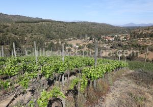 Viña La Recova, vallée Casablanca
