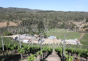 Viña La Recova, vallée Casablanca