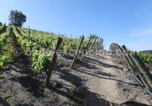 Viña La Recova, vallée Casablanca