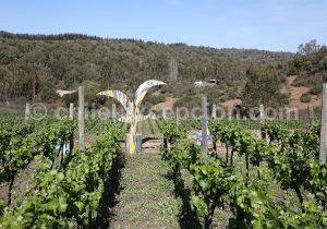 Viña La Recova, vallée Casablanca