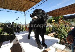 Viña La Recova, vallée Casablanca