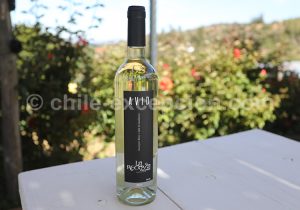 Viña La Recova, vallée Casablanca