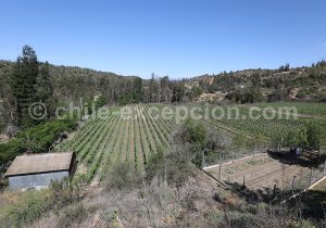 Viña La Recova, vallée Casablanca