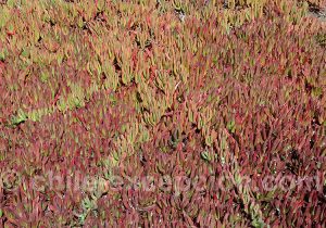 Docas, plantes des côtes chiliennes
