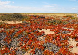 La Doca, Chili et Argentine