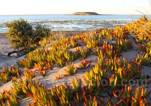 Doca, plante ornementale et comestible