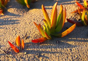 La doca, flore des sables