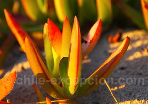 Doca, côte argentine