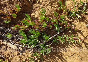 Docas, flore du Chili