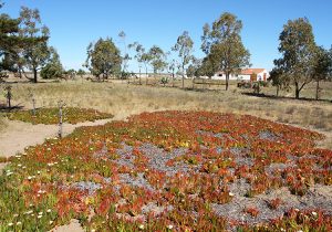 Doca, figue de mer, Chili